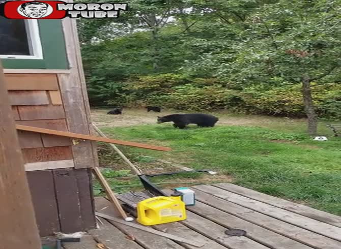 Video :A mother bear enters a man's garden with her two cubs (Canada)